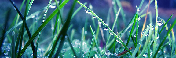 Beautiful-Rain-Drops-Desktop-Wallpaper-HD.jpg